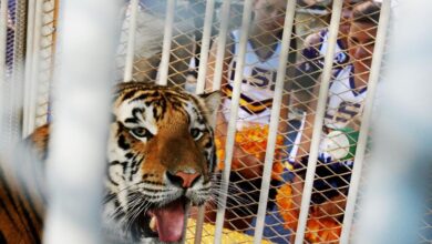 BATON ROUGE, LA - OCTOBER 06:  LSU mascot Mike VI, a Bengal/Siberian mixed tiger, is displayed on the field before the Florida Gators take on the LSU Tigers at Tiger Stadium on October 6, 2007 in Baton Rouge, Louisiana.  (Photo by Doug Benc/Getty Images)